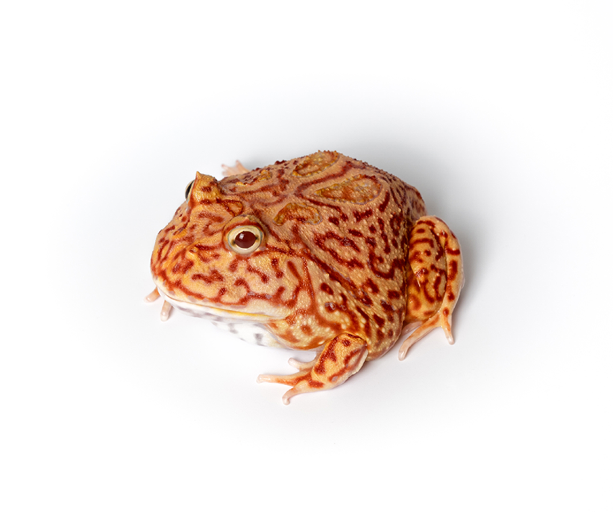 Coral Blaze Pacman Frog
